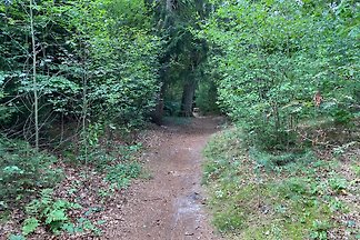 Waldweg im Erholungswald bei Walsrode
