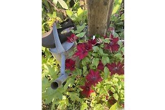 Gartendetail mit Clematis-Blüten